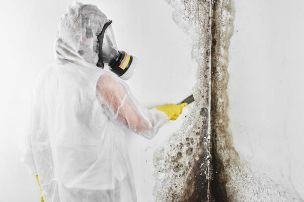 Best Affordable Mold Removal  in Sanger, TX