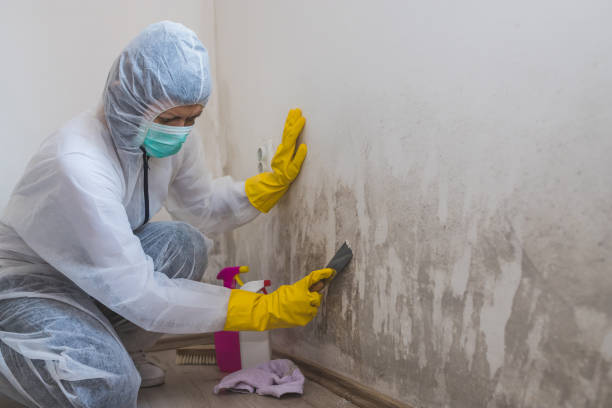 Best Attic Mold Removal  in Sanger, TX