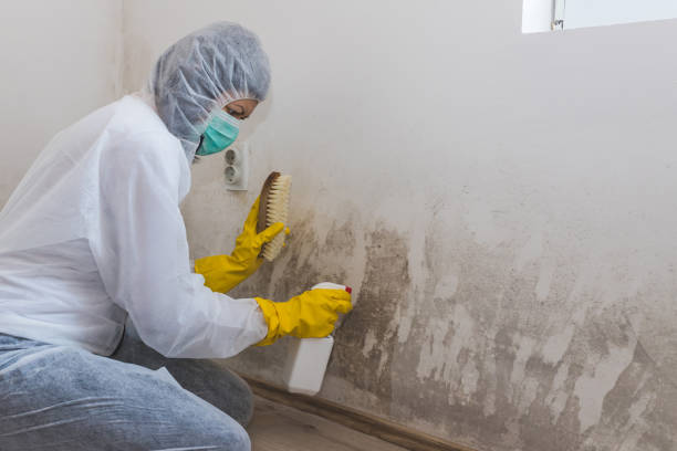 Best Affordable Mold Removal  in Sanger, TX