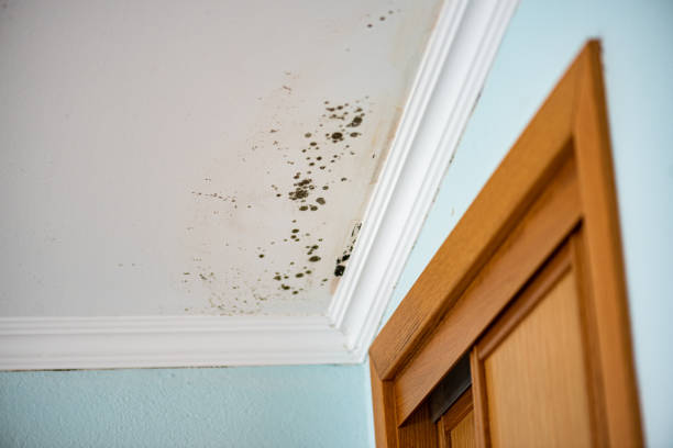 Best Mold Removal Process  in Sanger, TX