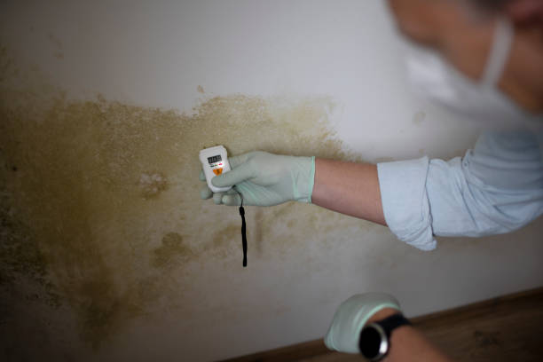 Best Best Mold Removal Companies  in Sanger, TX