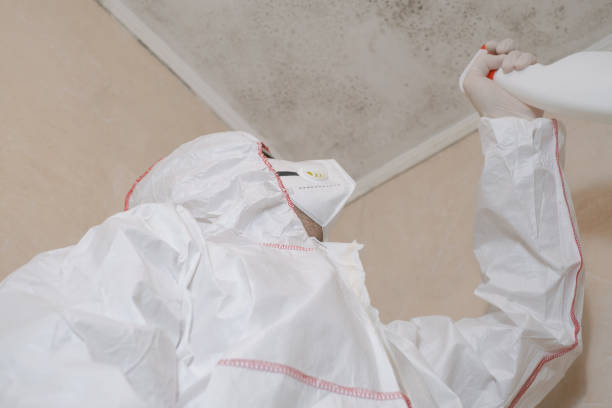 Best Same-Day Mold Removal  in Sanger, TX