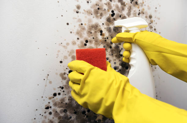 Best Toxic Mold Removal  in Sanger, TX