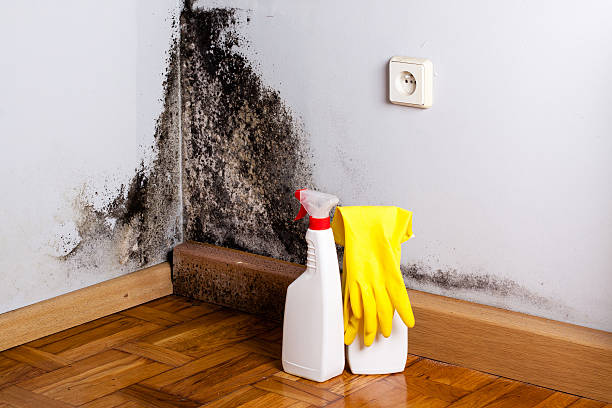 Best Mold Remediation  in Sanger, TX