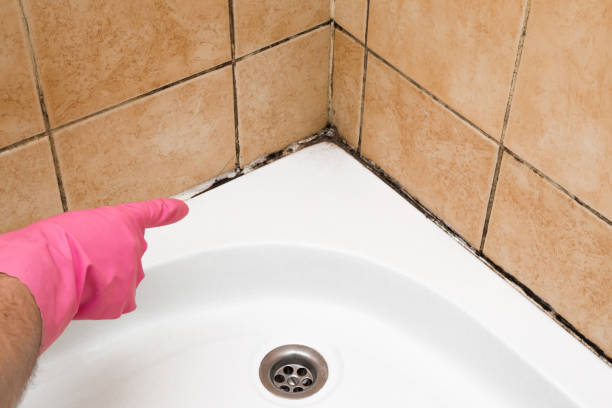 Sanger, TX Mold Removal Company